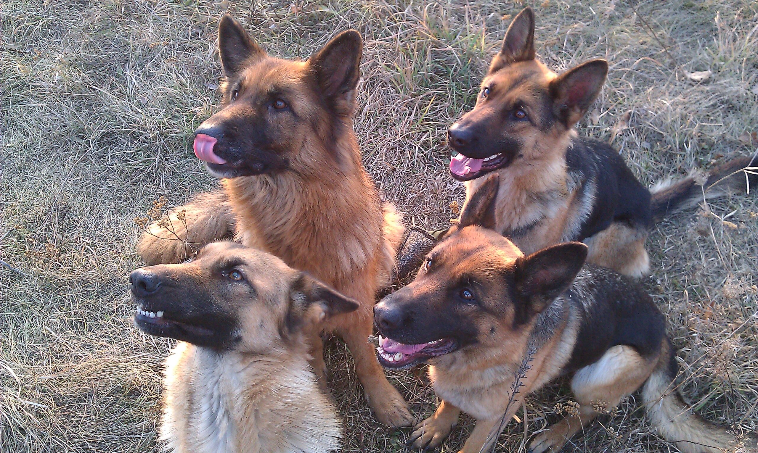 песики-овчарки