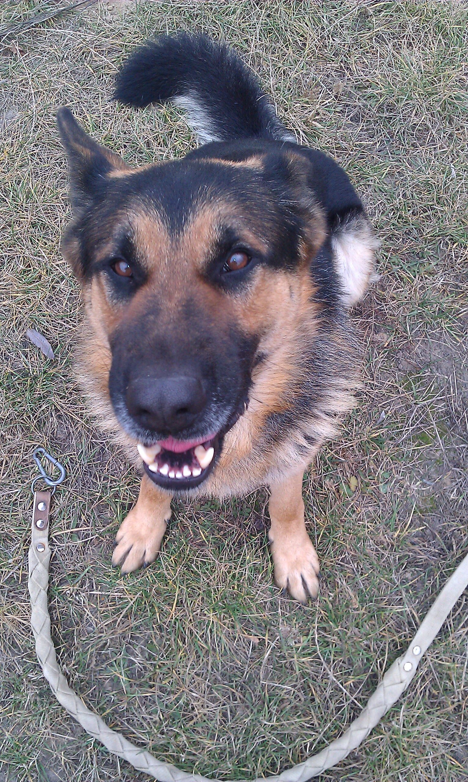 песик тренування