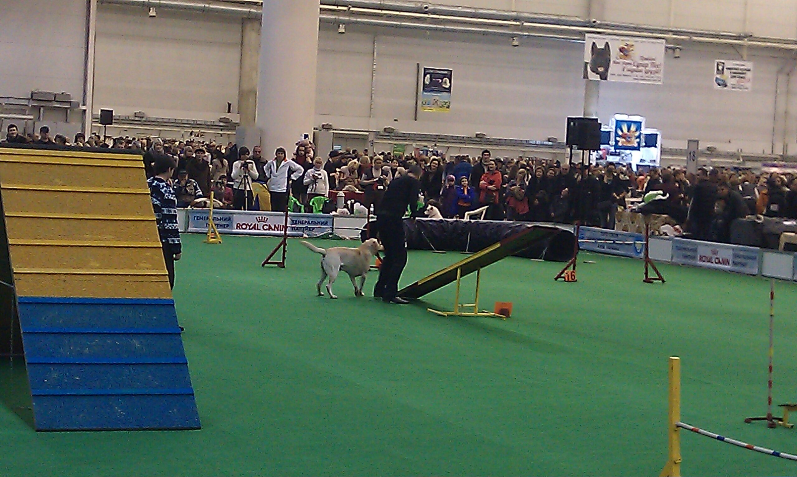 підготовка до спорту собаки