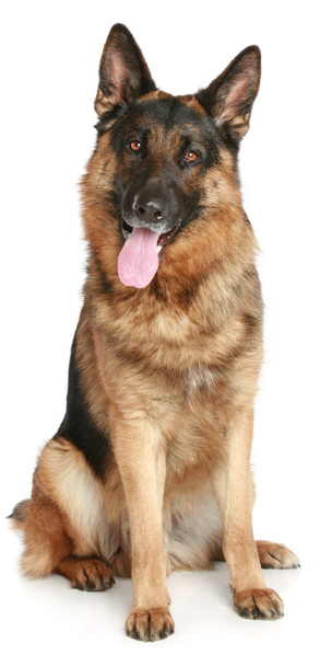 пес-овчарка